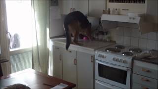 Hidden camera: dog home alone
