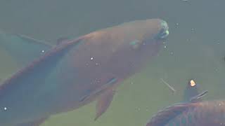 School of Rainbow Parrot Fish Swimming in the Canal - Florida Keys