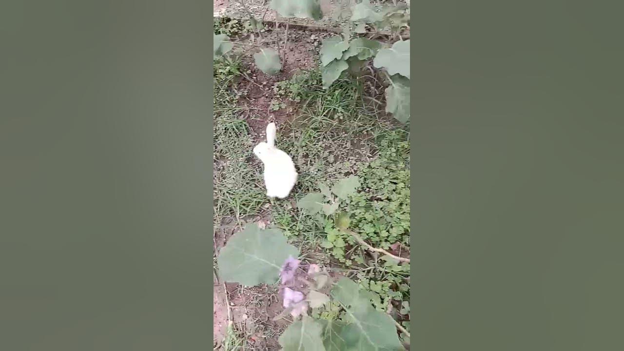 Rabbit honking YouTube