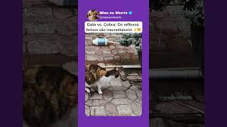 Gato vs. Cobra: Os reflexos felinos são inacreditáveis! ⚡😼