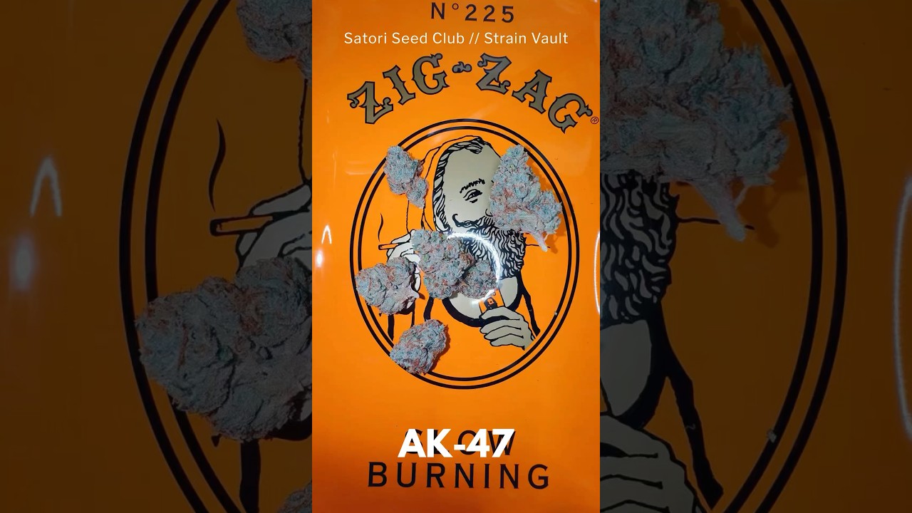 AK-47 – Strain Vault | Dutch Coffeeshop Era // Serious Seeds (Tested w/ Purpl PRO)