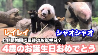 Xiang News】4歳になったシャオくんとレイちゃん＆シャオレイの1歳～3