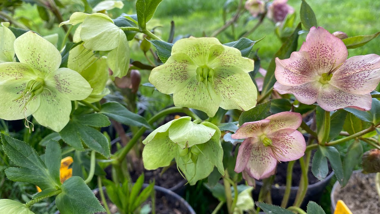 Квітне чемерник, що я нещодавно розпаковувала. Відзняла, щоб показати ближче і детальніше квіти