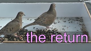 Mourning Doves Return