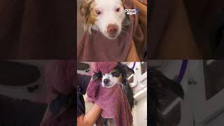 Dirty Doggos! | Dog Transformation ASMR 🤩