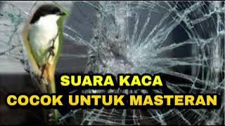 Masteran Cendet Suara Gabusan kaca mewah di jamin ampuh_ @sultanakbar