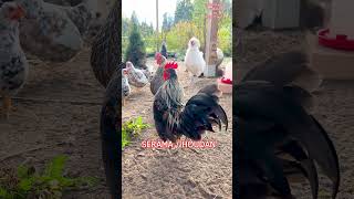 Tiny Serama Meets White Houdan Rooster For A Crowing Lesson