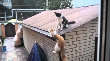 Funny Cat Jump Fail 2015 - Funny video cat new