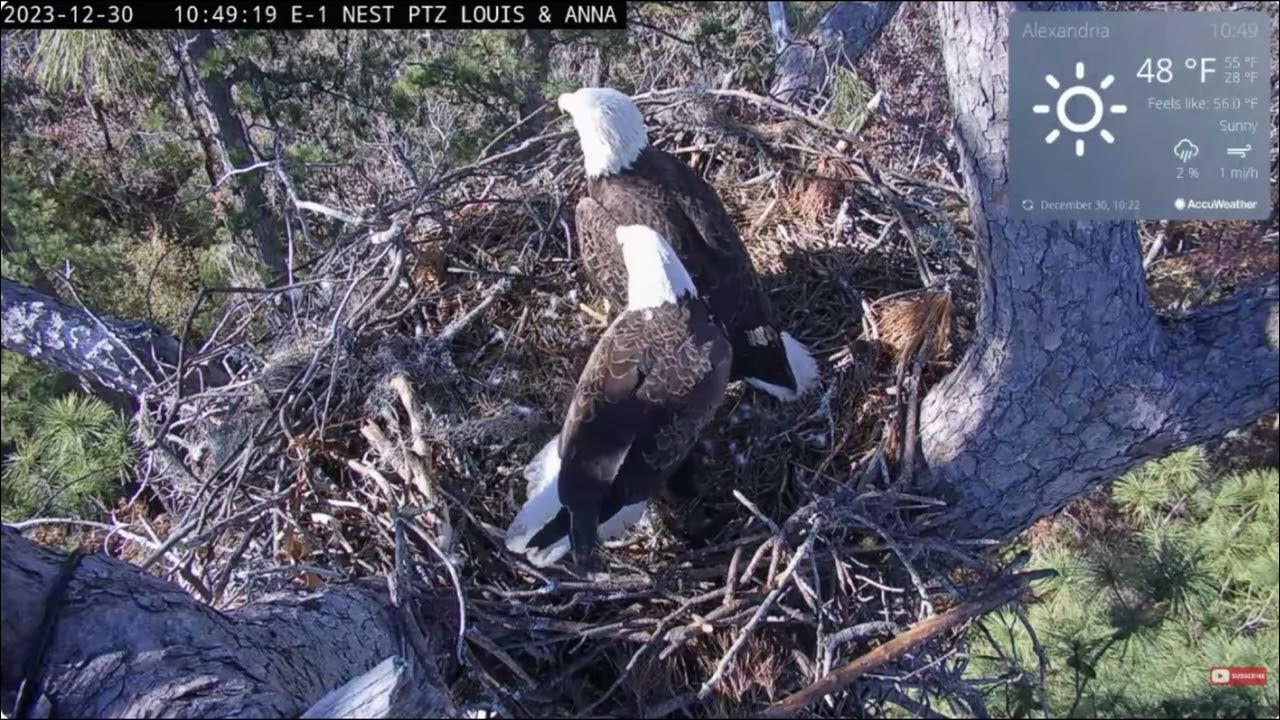 Louis and Anna fly away bald eagle Kisatchie National Forest E1 Nest
