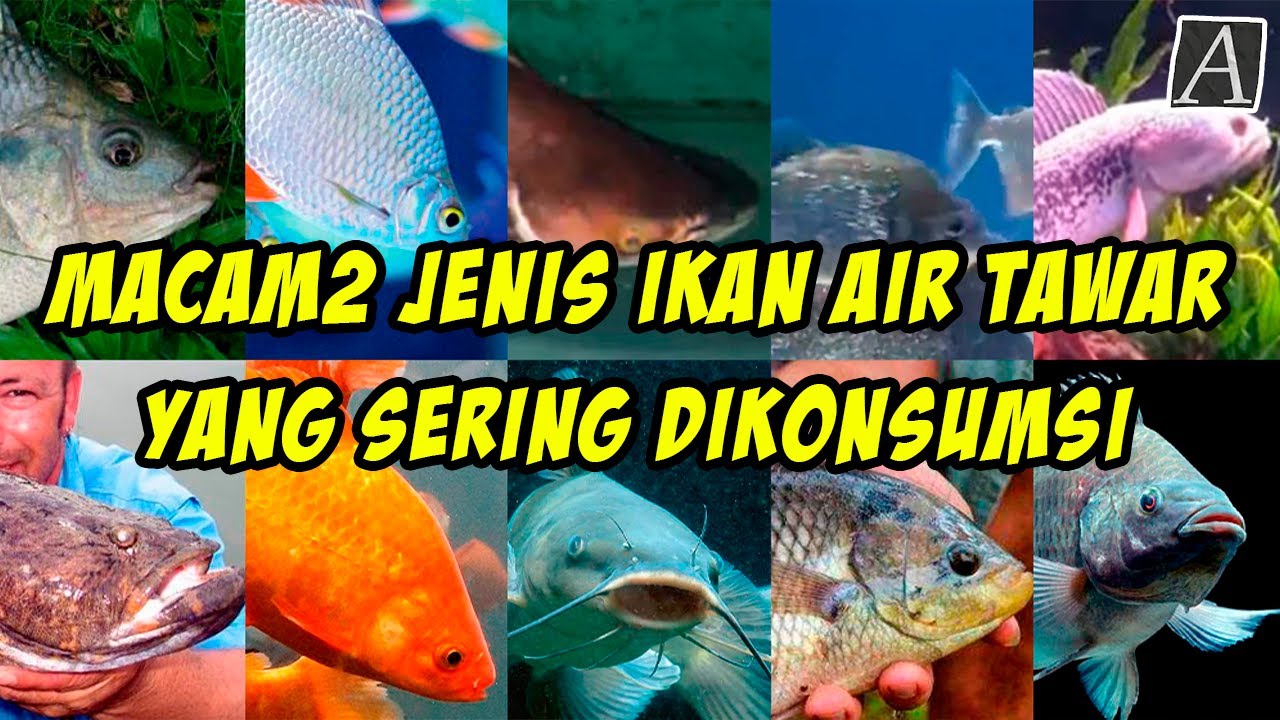 Mengenal Jenis Jenis Ikan Air Tawar yang Dapat Dikonsumsi  Jenis Ikan Tawar