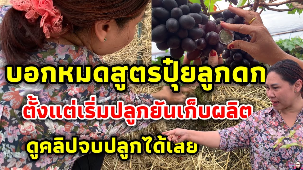 ปลูกองุ่น บอกสูตรปุ๋ยองุ่นลูกดก ตั่งแต่เริ่มปลูกยันเก็บผลผลิต #4k