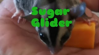 TUPAI TERBANG | SUGAR GLIDER | Tupai Kelabu | Harumanis | Tupai Jinak |