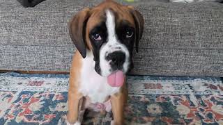 Teddy the Boxer Puppy at 4 Months!!!!