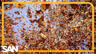 US monarch butterfly population sees significant drop in last 2 decades