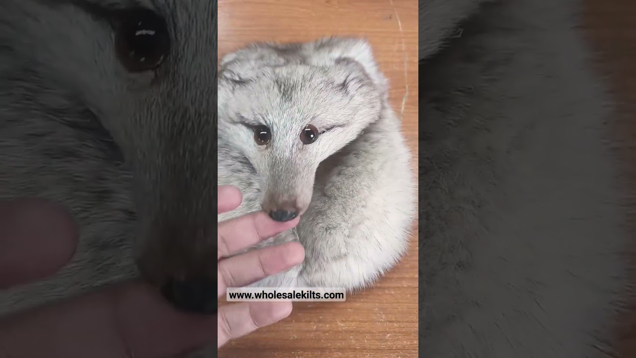 Wholesale Kilts | Full Mask Fox Head Kilt Sporran Wholesale Supply 