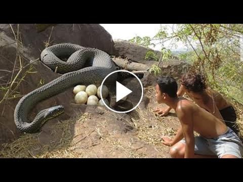 Stealing Python Snake eggs - cooking and eating snake eggs on the mountain