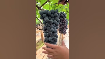 This is the process of picking grapes using scissors #shorts