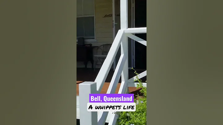 Bell #subscribe #adventures #dogs #queensland #whippet