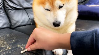 ほねっこの周りだけ重力100倍のフリをして柴犬におやつ我慢させてみた
