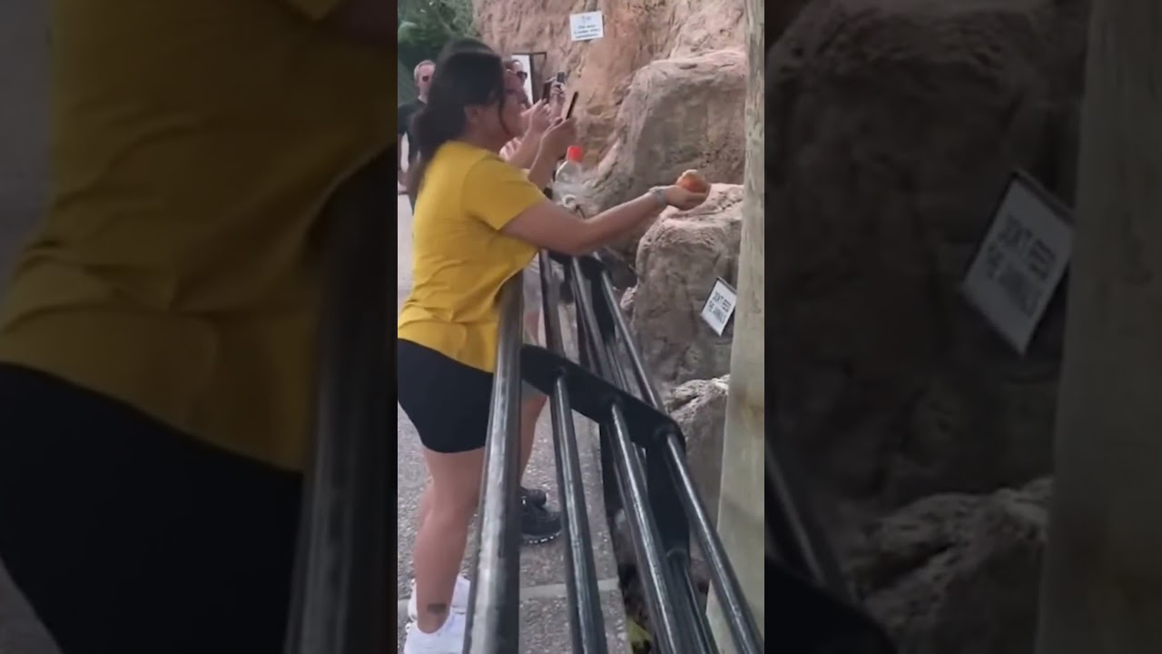 Monkey Compilation: Hilarious Primate Shenanigans | Funny Monkey Videos 