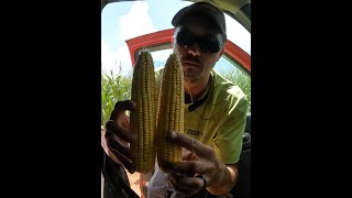 300 Bushel Corn Estimating corn yields(7/31/2023)