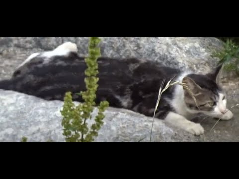 천변에서  할딱 까져 엎어져  행복한 시간을 보내는 고양이...A cat <strong>that</strong> has a happy time by the <strong>stream</strong> of Jeonju....全州市. KOREA