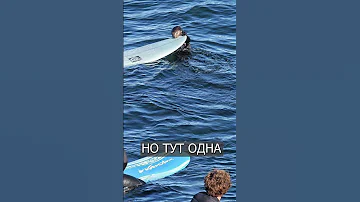 НАГЛАЯ ВЫДРА отбирает доски у серфингистов