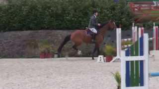 Ginger vh hemeldonk 2006 mare by Landor S