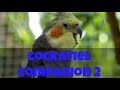 Cockatiel Companion 2 (60 minutes of Cockatiel Sounds for your Pet Cockatiel) #CockatielCompanion