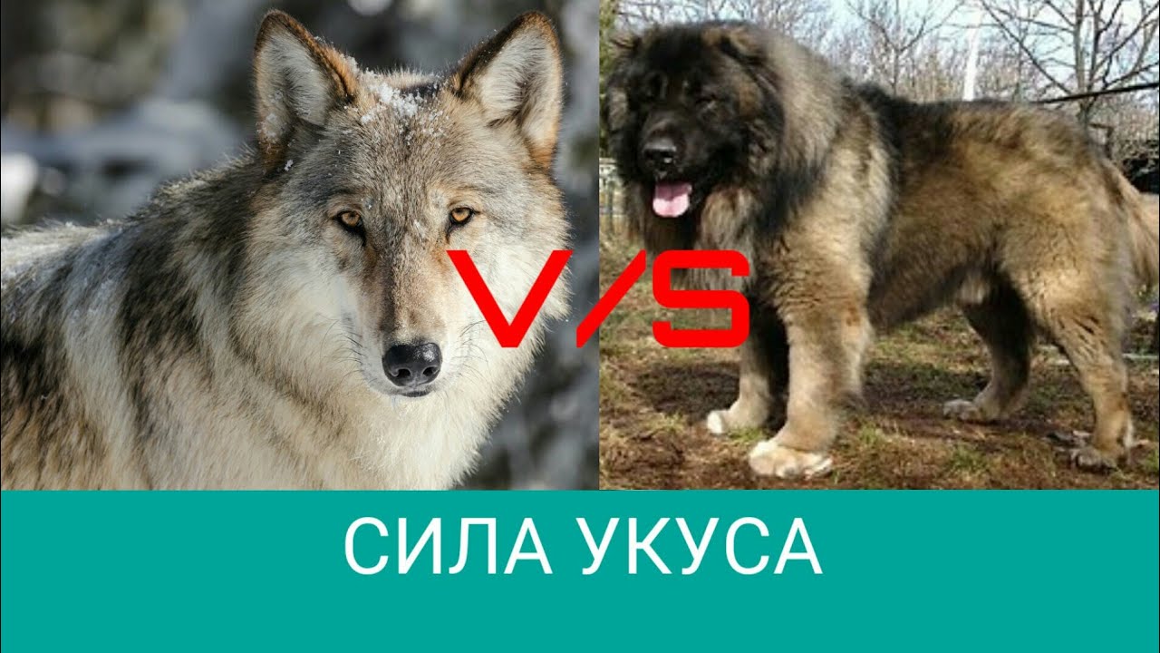 Сила укуса овчарки. Кавказская овчарка против волка. Кавказская овчарка vs волк. Кавказская овчарка бой с волком. Кавказская овчарка против Волков.