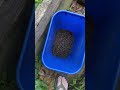 How To Feed Black Soldier Fly Larvae To Chickens | #BSFL #composting