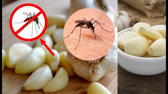 Tabiatda yalangoch etuk ayollar