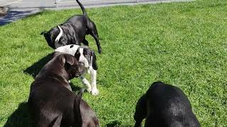 Staffikowa Zabawa Z Wyżłem Z Owernii