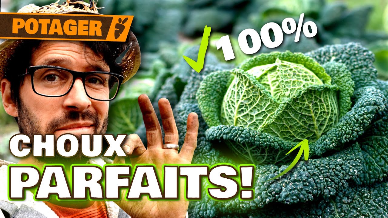 👉 CHOUX PARFAITS : Astuces simples pour une récolte 100% réussie !