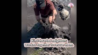 Good #neighbors #rescue twelve #lambs from #mud