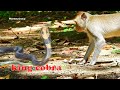 O my god! Monkey Asha vs Snake real fighting