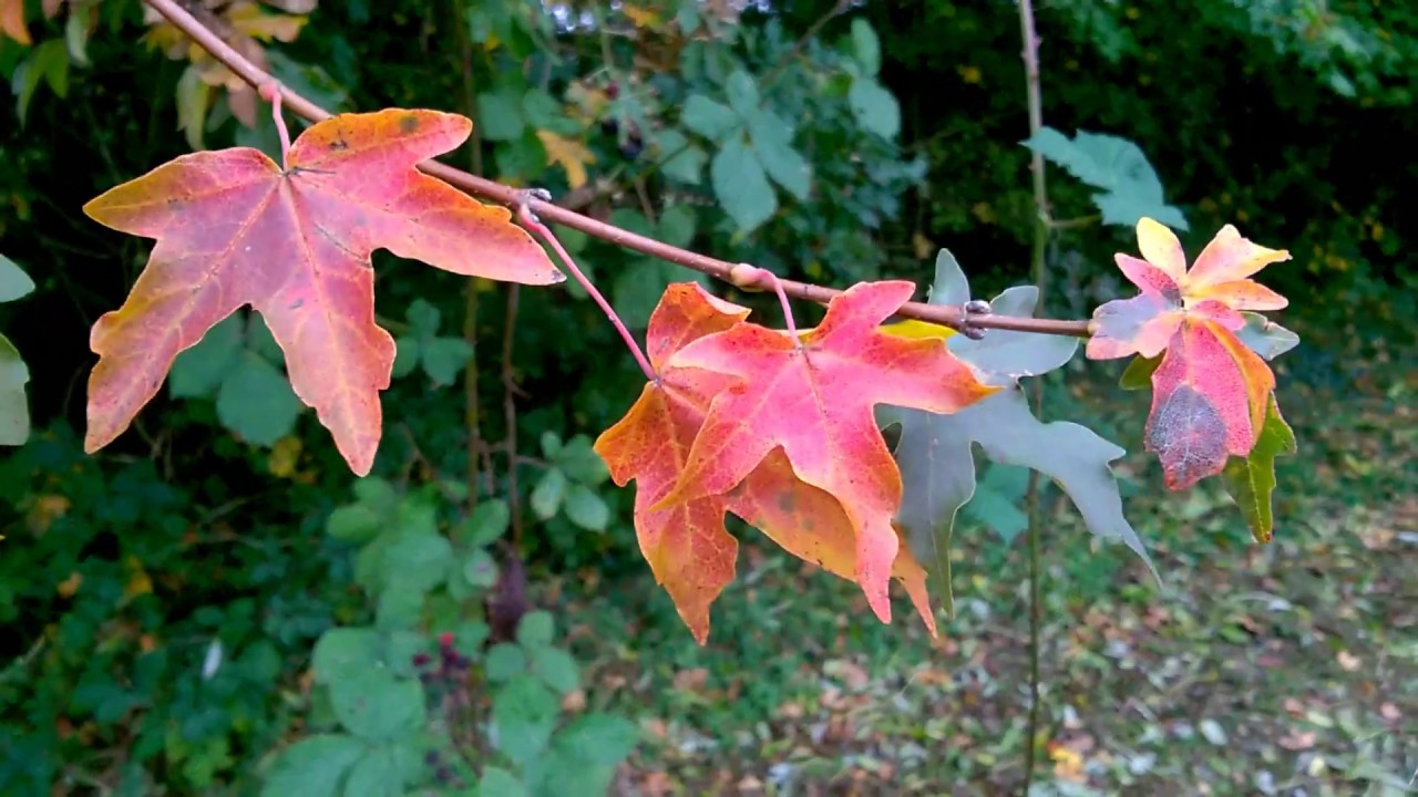 Random Stuff - Conkers, Caterpillar, Mushrooms and Appreciation of Autumn