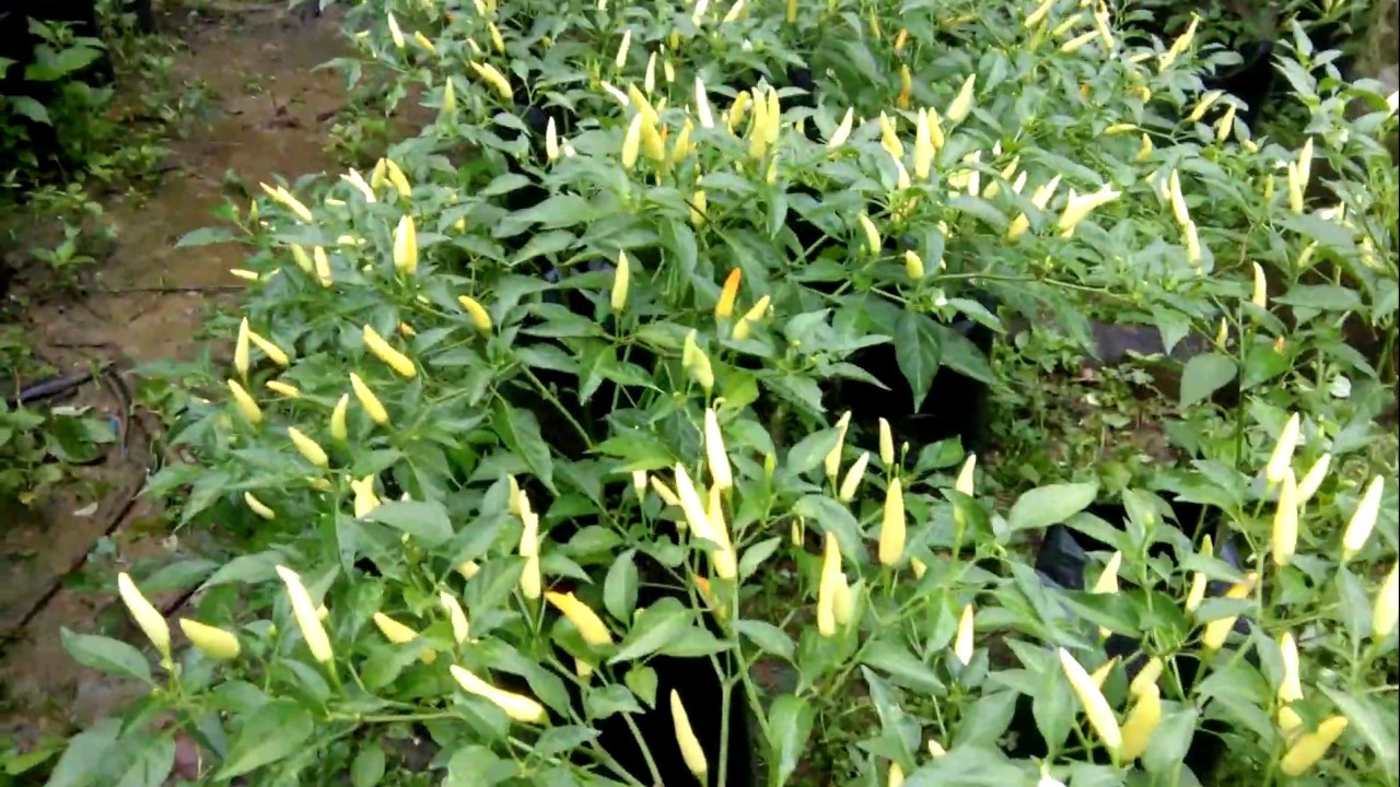 cabe Dewata 43 f1_erman chennel 