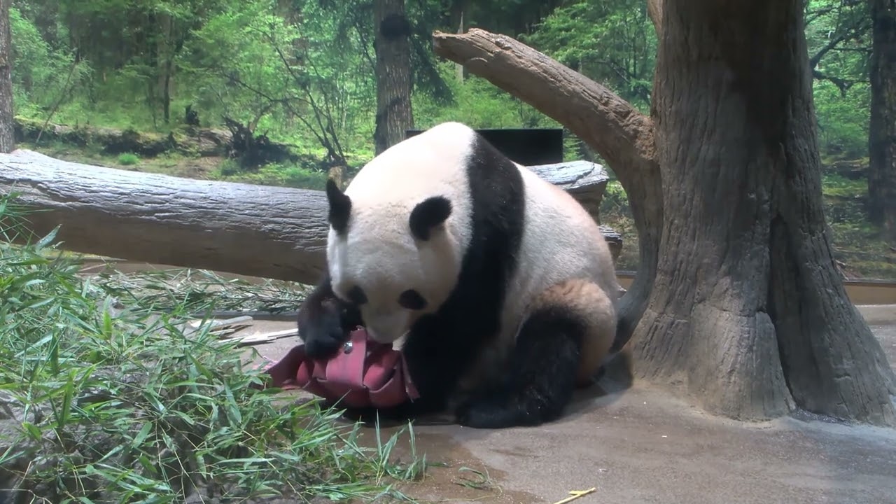 maxresdefault.jpg?sqp=-