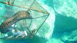 Pesca con nassa artigianale Fishing with artisanal keepnet in the Strait of Messina