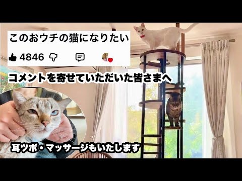 「ウチの猫になりたい」と多くのコメントをいただいたので、我が家の猫になった時のサービスを紹介します🏡✨笑
