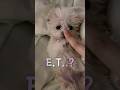 강아지 E.T