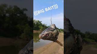 Big Bait Big Fish Giant Alligator Gar