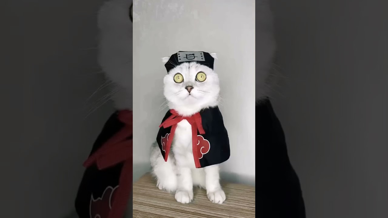 ＡＫＡＴＳＵＫＩ 🔥