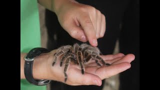 Tarantula Rescue!