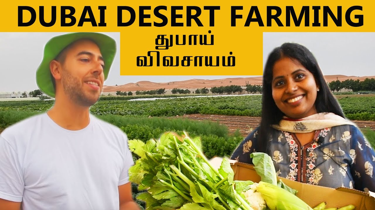 Sustainable Desert Farming /UAE/How Dubai grows vegetable in the desert