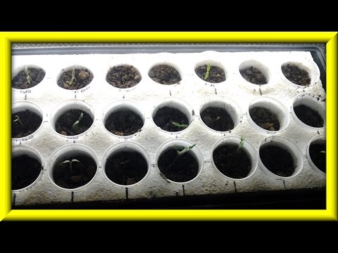 Video: Soaking, Sprouting, Sowing Eggplant, Pepper And Tomato Seeds