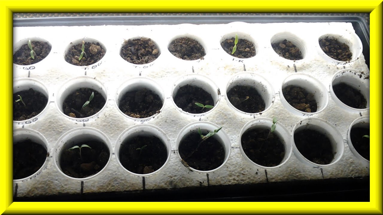Update On Sprouting Eggplant, Pepper & Tomato Seeds YouTube