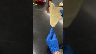 Scapula