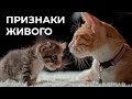 Живая и неживая природа - единое целое. 5 класс.
